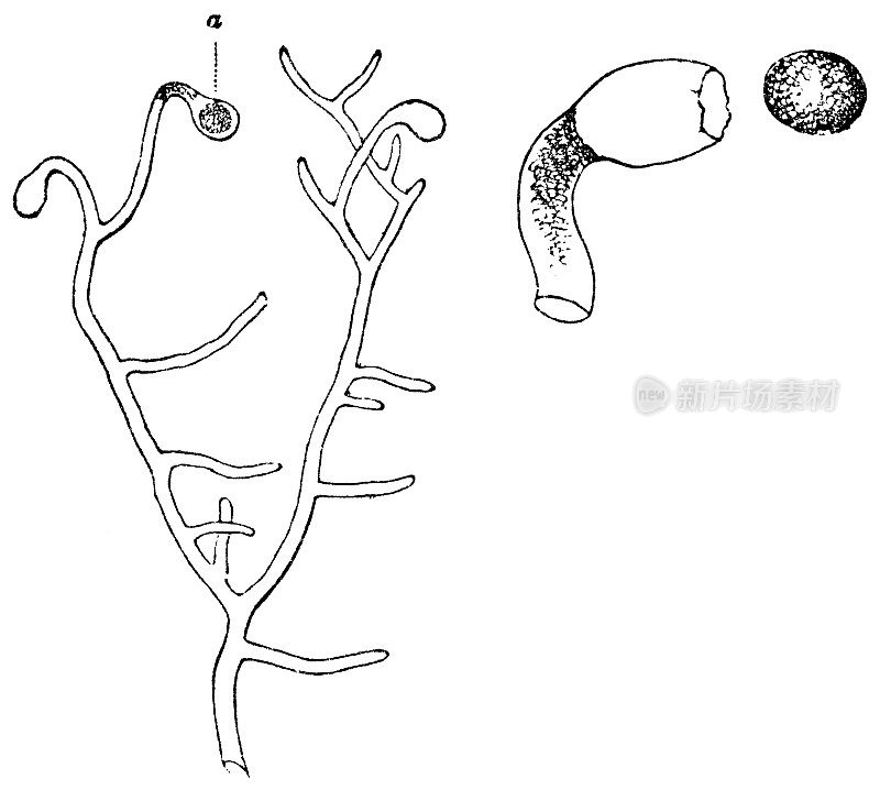 黄绿藻植物，孢子囊和孢子的放大- 19世纪